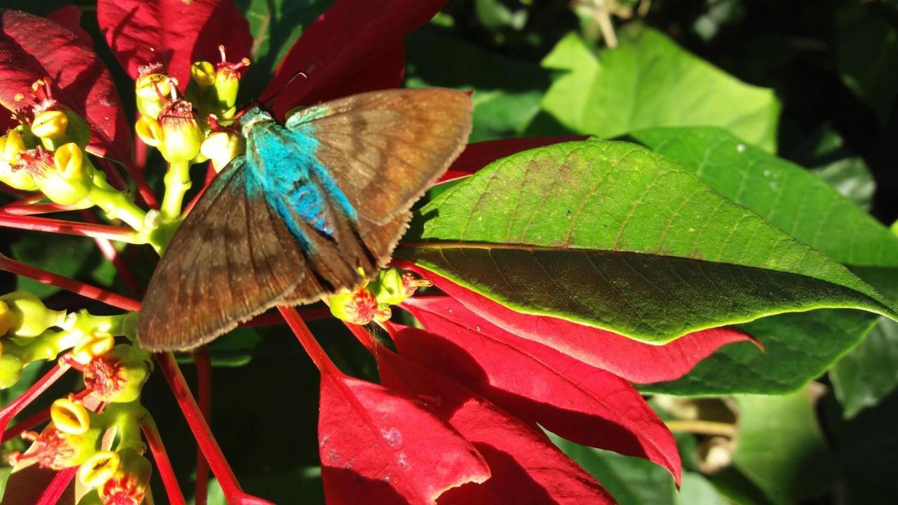 Pousada Hang Conectada Com A Natureza Florianopolis Ngoại thất bức ảnh