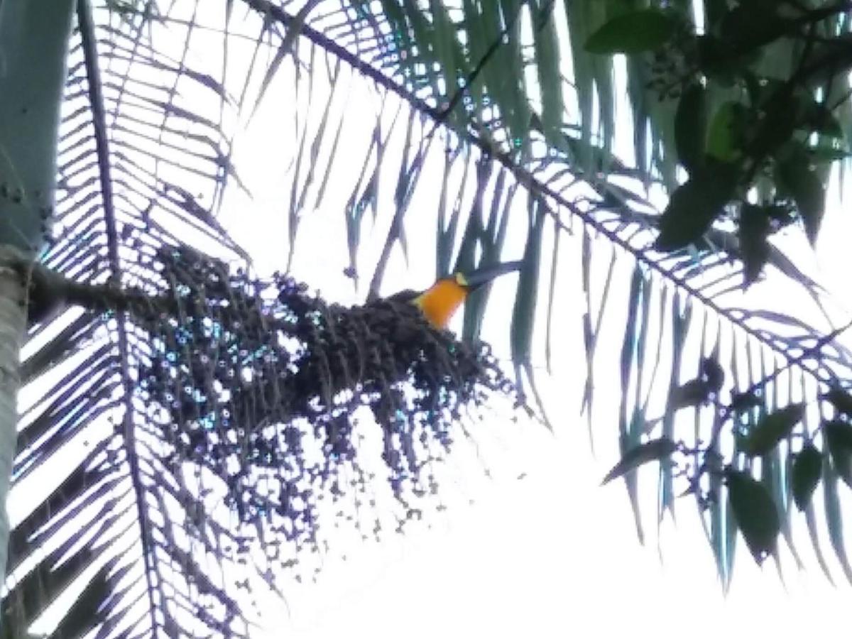 Pousada Hang Conectada Com A Natureza Florianopolis Ngoại thất bức ảnh